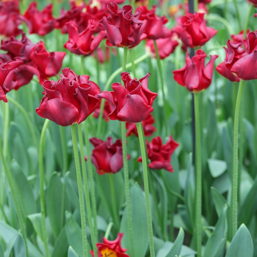 Coronet-tulppaani Red Dress (Kasvutapa)