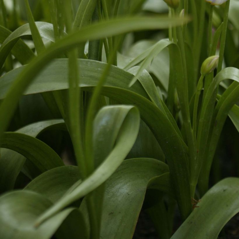 Syreenitulppaani - Tulipa saxatilis (Lehvistö)