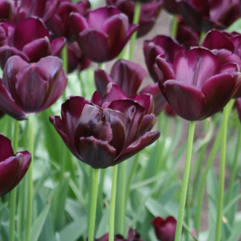 Triumftulppaani Black Jack (Kukinta)