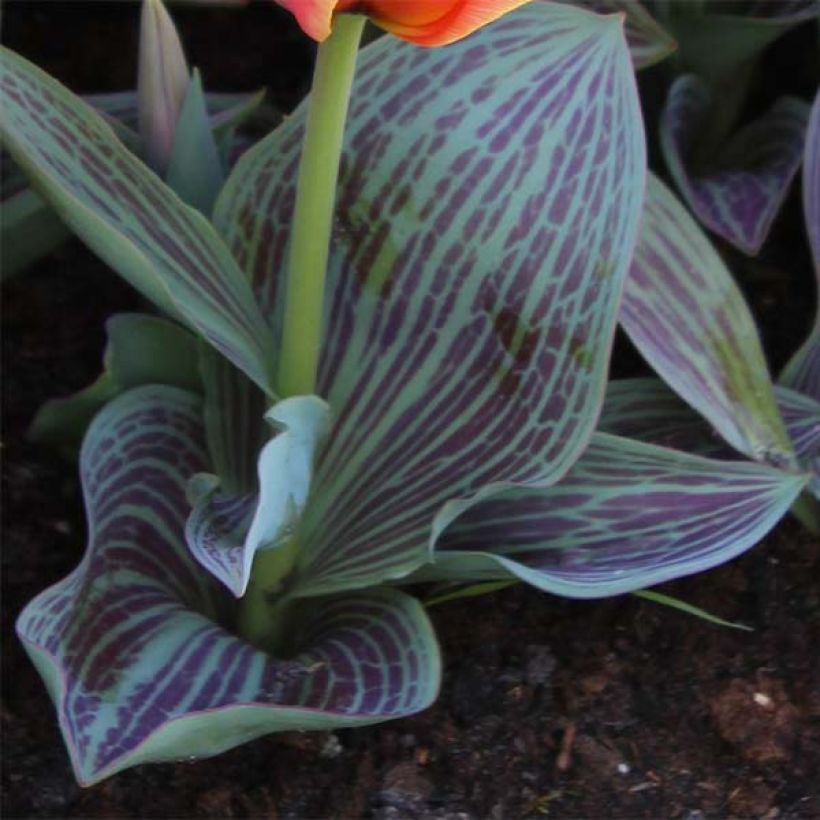 Greigii-tulppaani Corsage (Lehvistö)