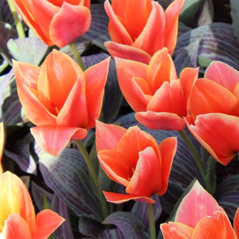 Greigii-tulppaani Corsage (Kukinta)