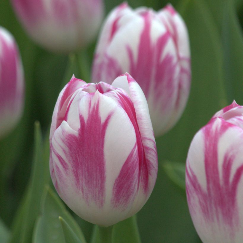 Triumftulppaani Caramba (Kukinta)