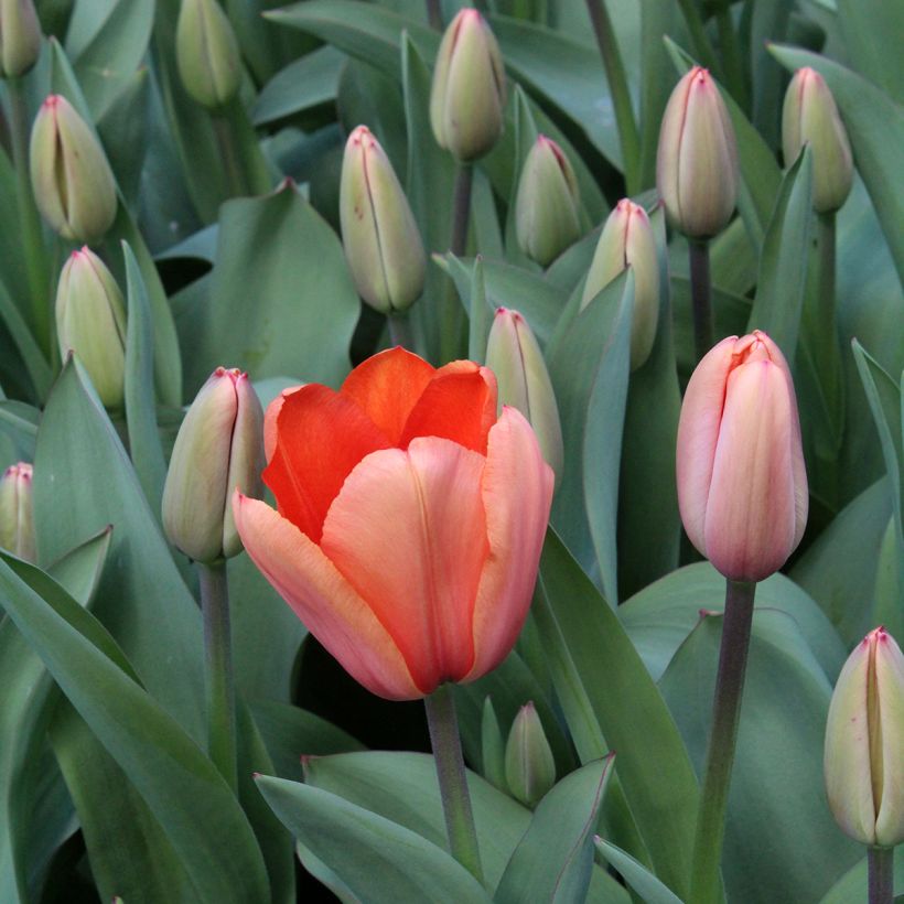 Darwinhybriditulppaani Apricot Impression (Kukinta)