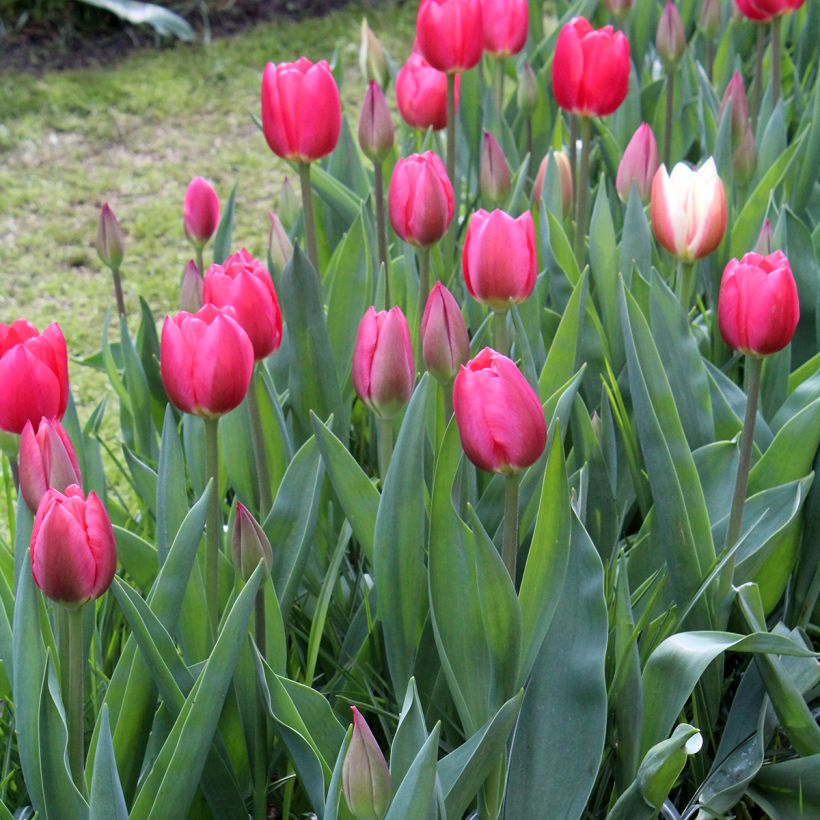 Darwinhybriditulppaani Cherry Delight (Kasvutapa)