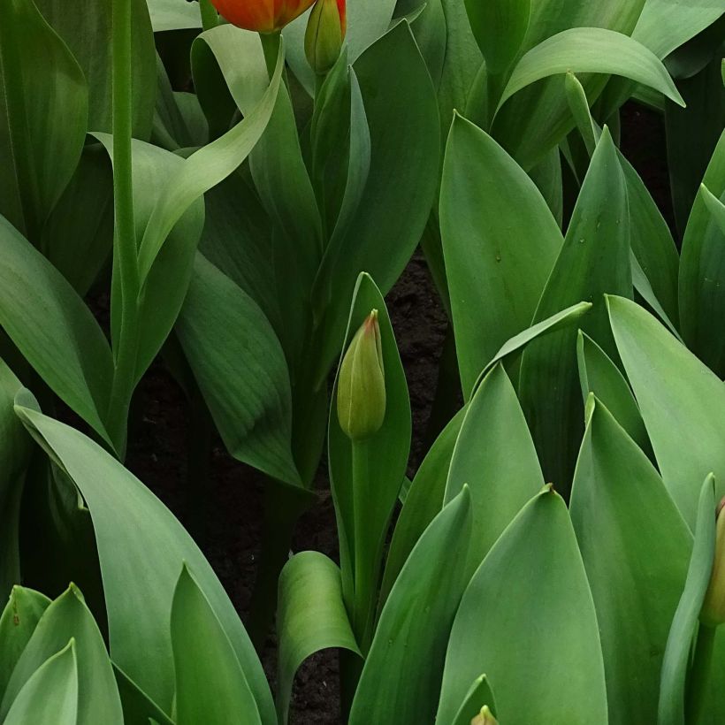 Darwinhybriditulppaani Orange Balloon (Lehvistö)