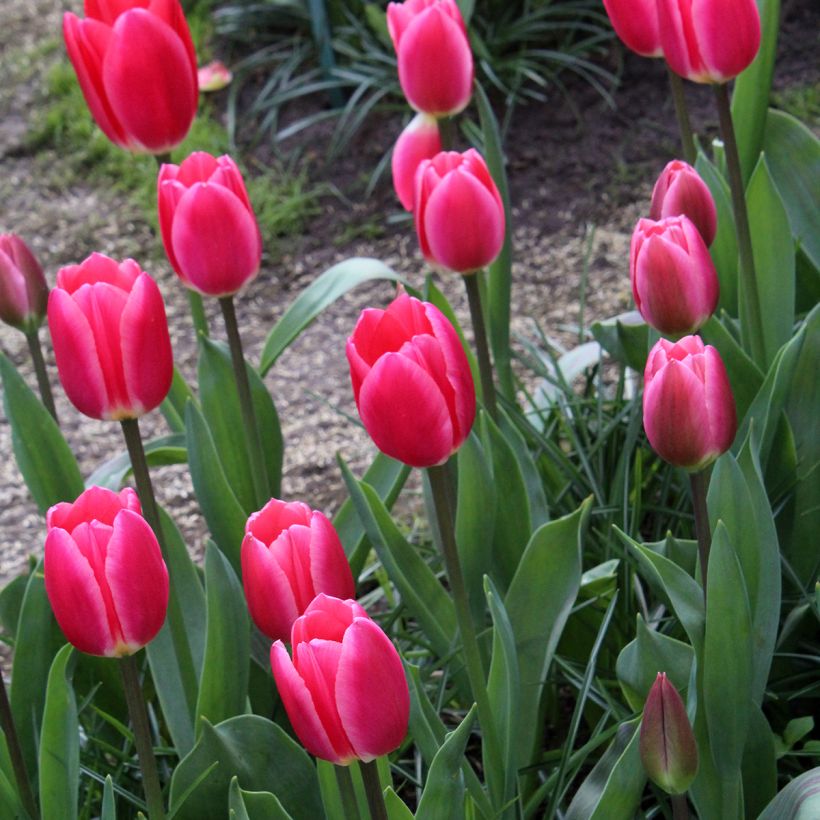 Darwinhybriditulppaani Rosy Delight (Kasvutapa)