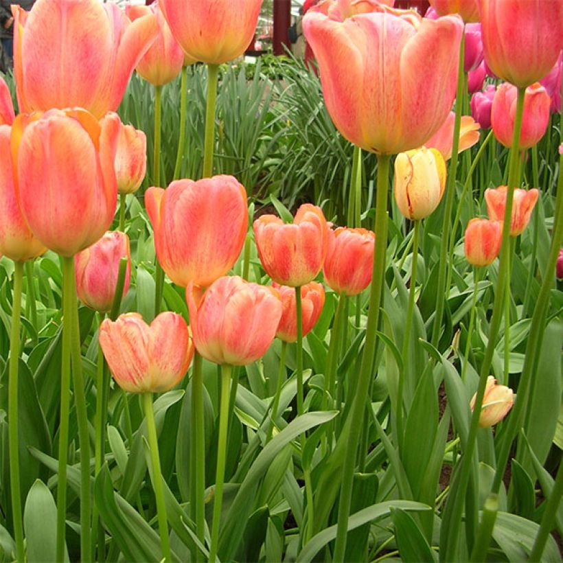 Darwinhybriditulppaani Tequila Sunrise (Kasvutapa)