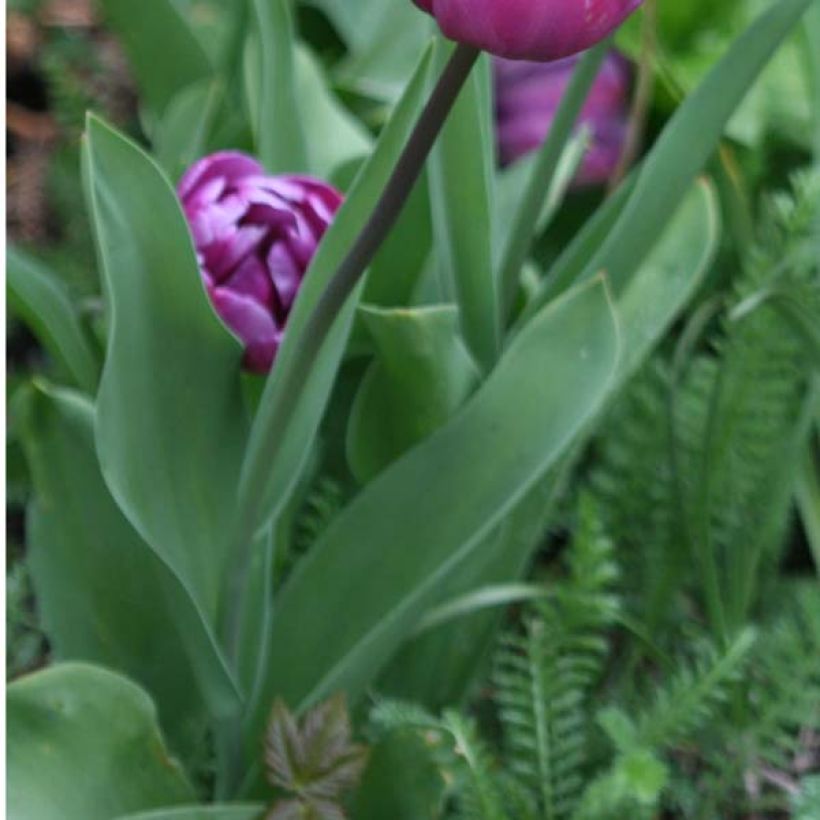 Myöhäinen kerrottu tulppaani Blue Diamond (Lehvistö)