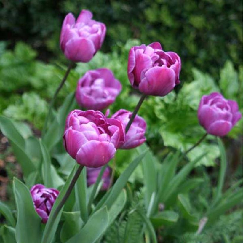 Myöhäinen kerrottu tulppaani Blue Diamond (Kasvutapa)