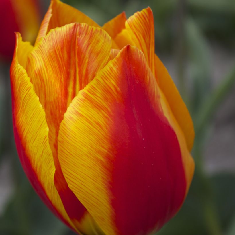 Varhainen yksinkertainen tulppaani Flair (Kukinta)