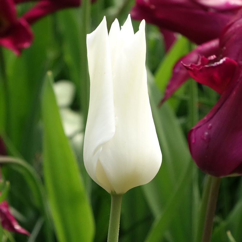 Liljatulppaani White Triumphator (Kukinta)