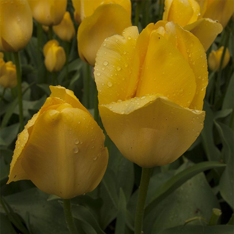 Darwinhybriditulppaani Tulipa (Kukinta)