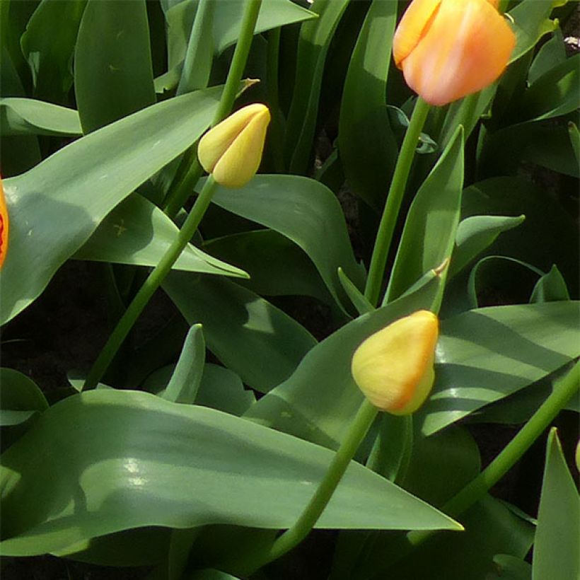 Myöhäinen yksinkertainen tulppaani Dordogne (Lehvistö)