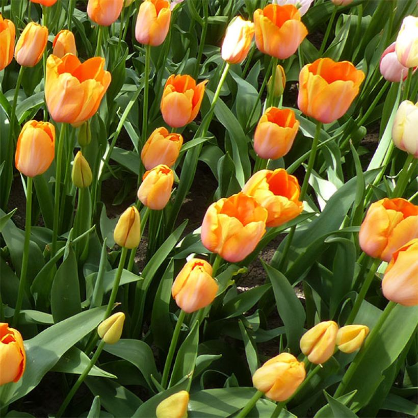 Myöhäinen yksinkertainen tulppaani Dordogne (Kukinta)