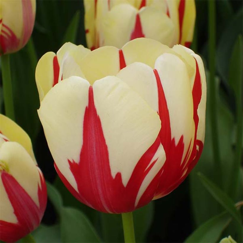 Myöhäinen yksinkertainen tulppaani World Expression (Kukinta)