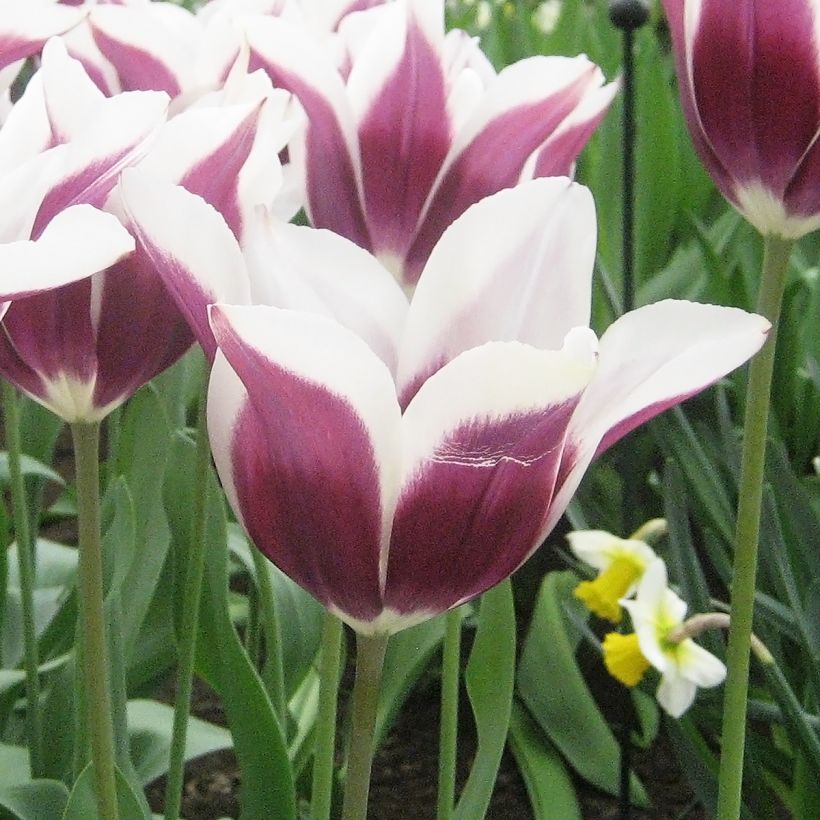 Triumftulppaani Chansonnette (Kukinta)