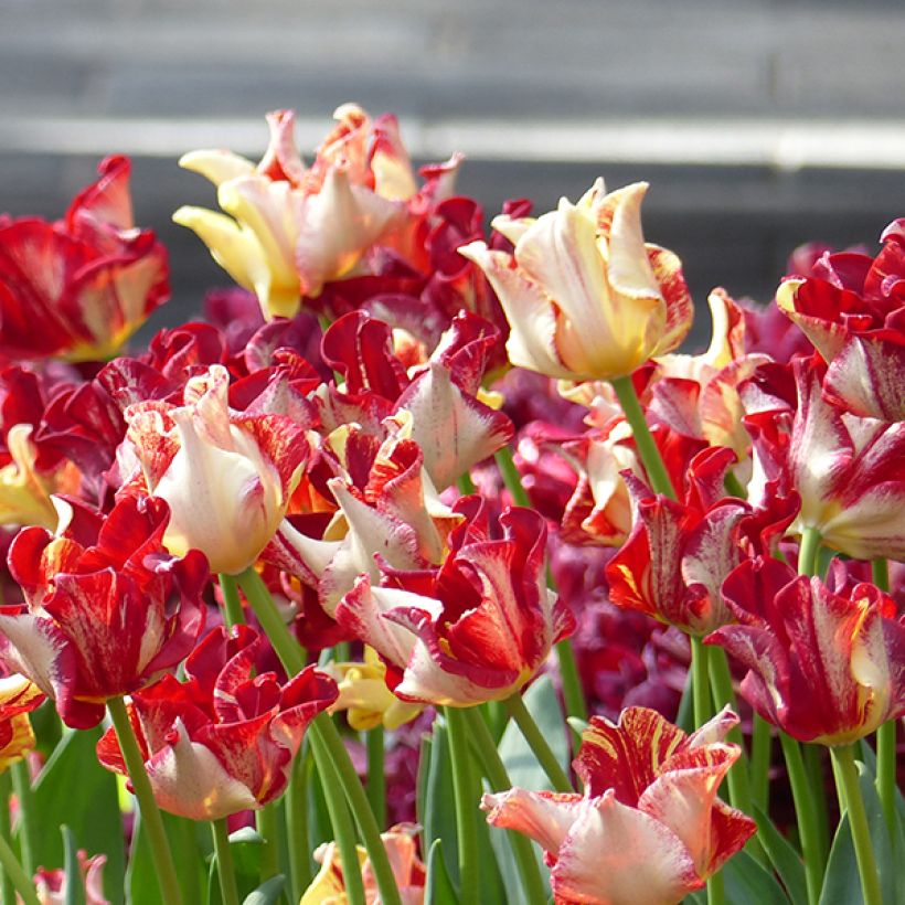 Triumftulppaani Flaming Crown (Kukinta)