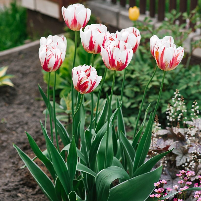 Triumftulppaani Happy Generation (Kasvutapa)