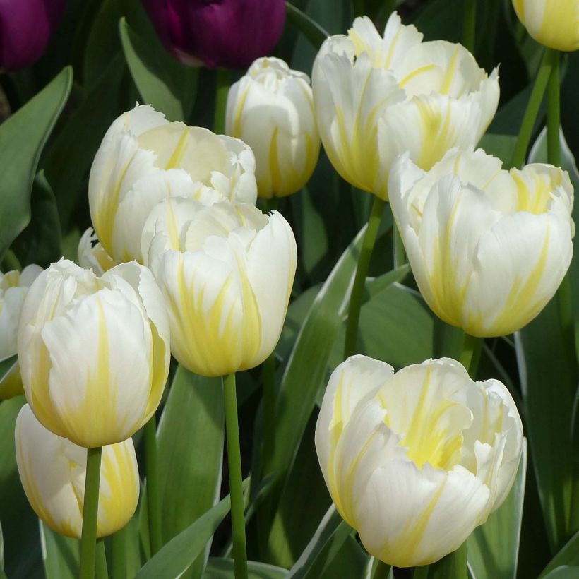 Triumftulppaani Happy People (Kukinta)