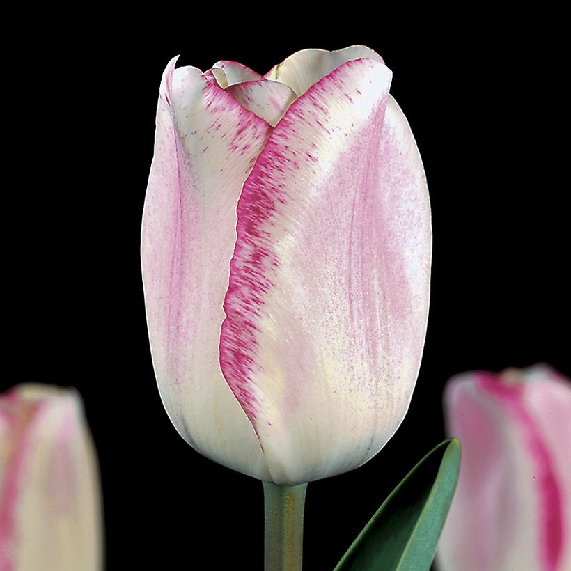 Triumftulppaani Mata Hari (Kukinta)