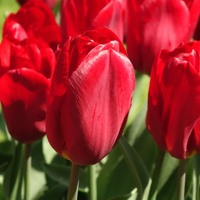 Triumftulppaani Strong Love (Kukinta)