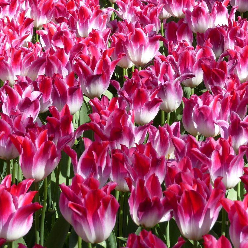Triumftulppaani Whispering Dream (Kukinta)