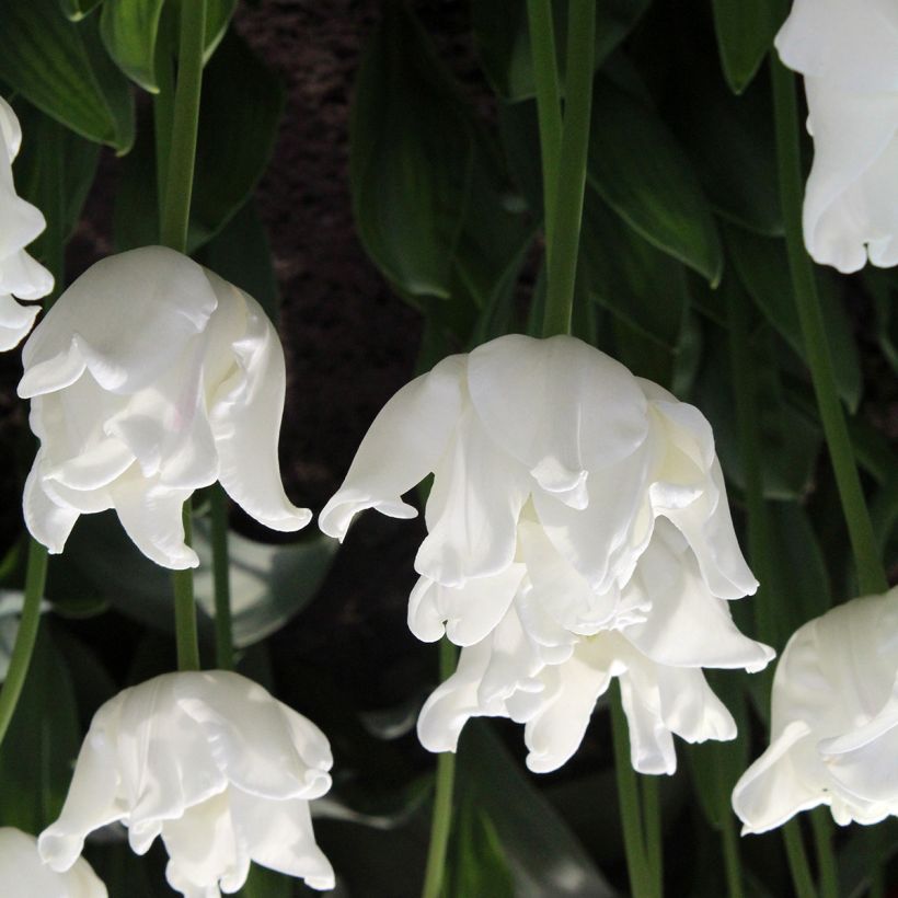 Triumftulppaani White Liberstar (Kukinta)