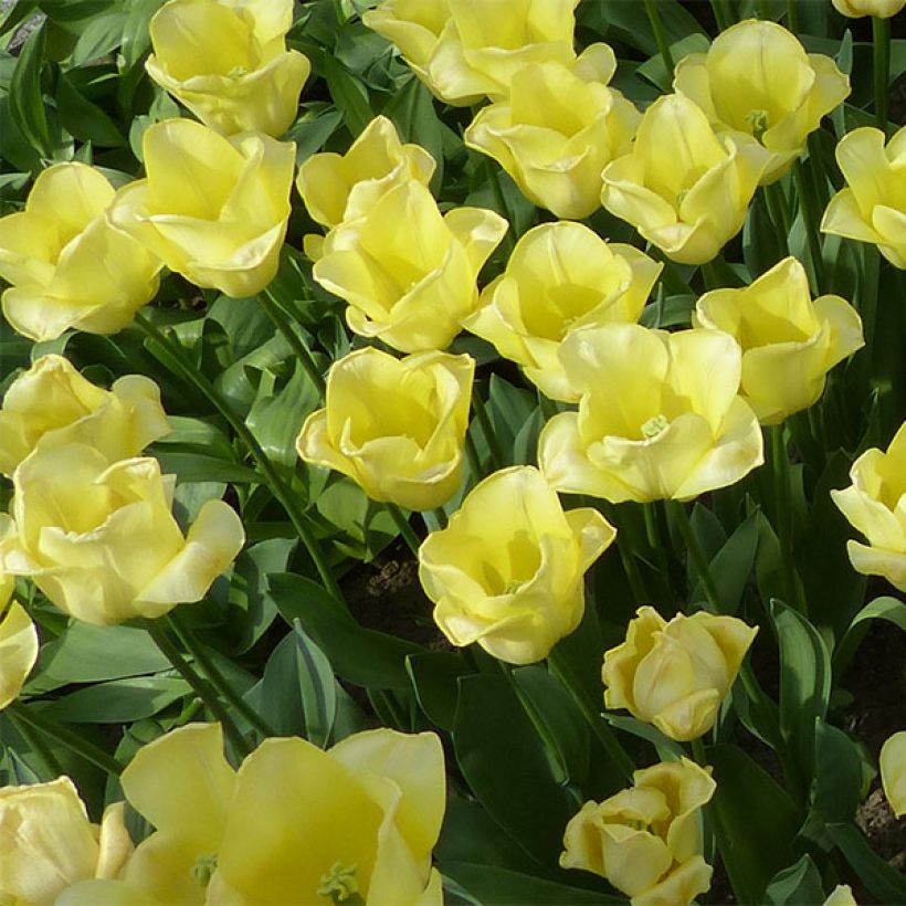 Triumftulppaani World Friendship (Kukinta)