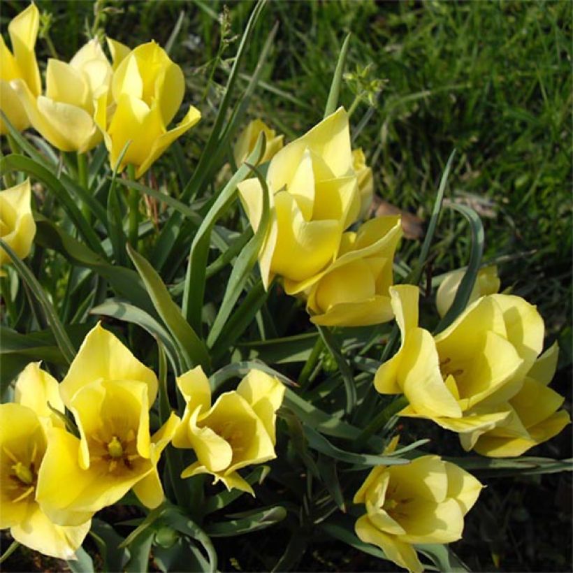 Punabuharantulppaani Yellow Jewel (Kukinta)
