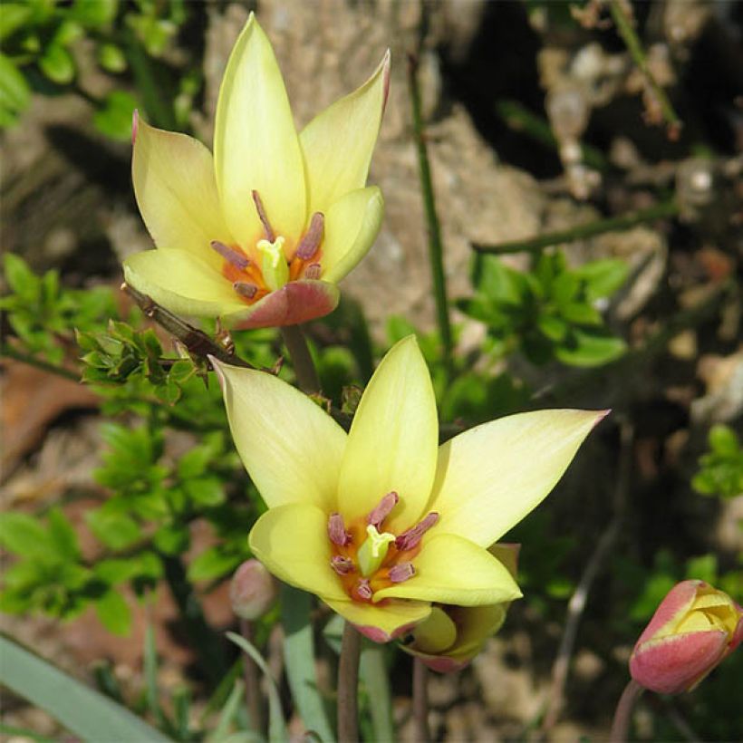 Italiantulppaani Cynthia (Kukinta)