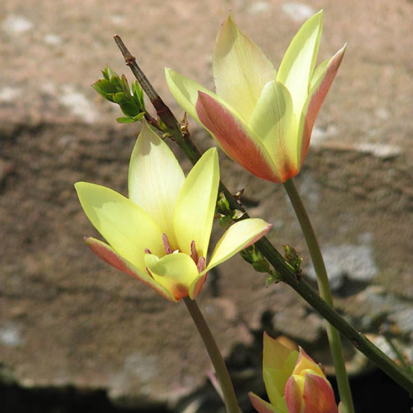 Italiantulppaani Cynthia (Kasvutapa)