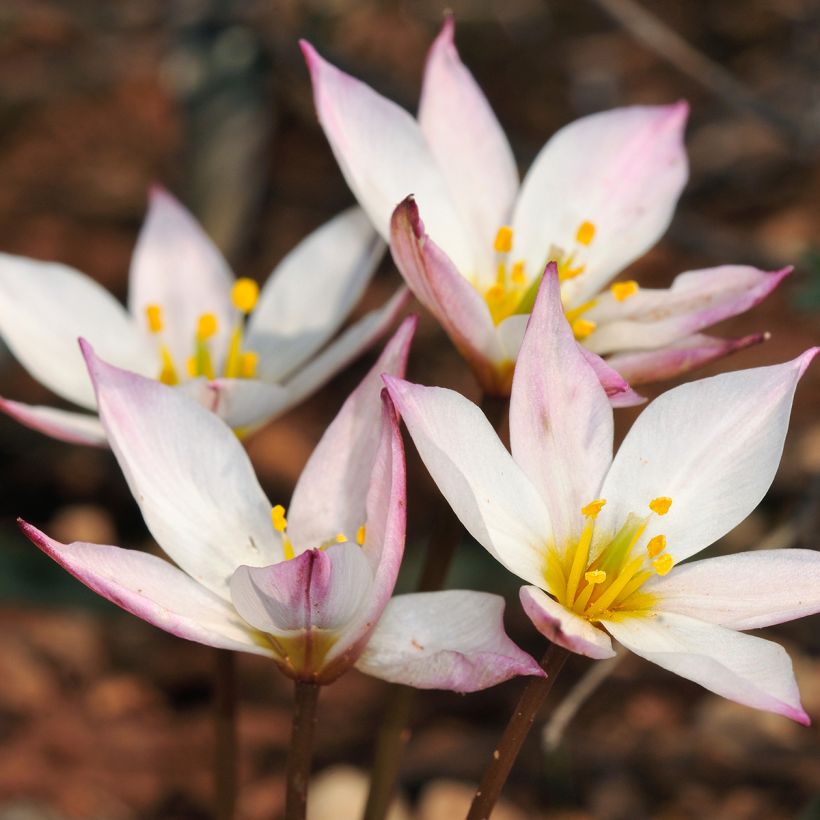 Kasvitieteellinen tulppaani Hilde (Kukinta)