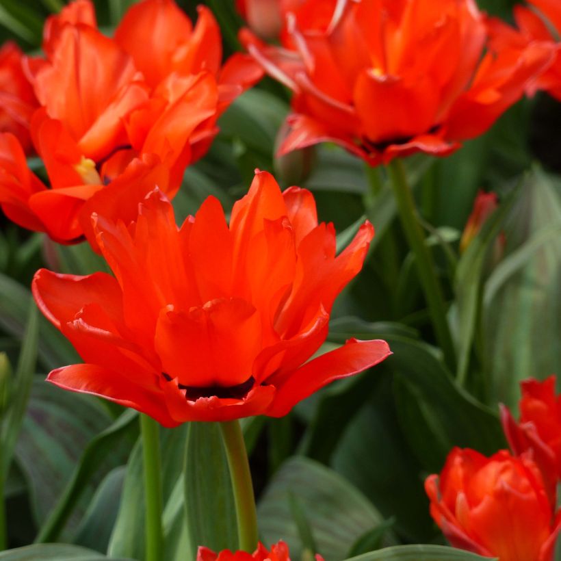 Greigii-tulppaani Chaperon Rouge Double (Kukinta)