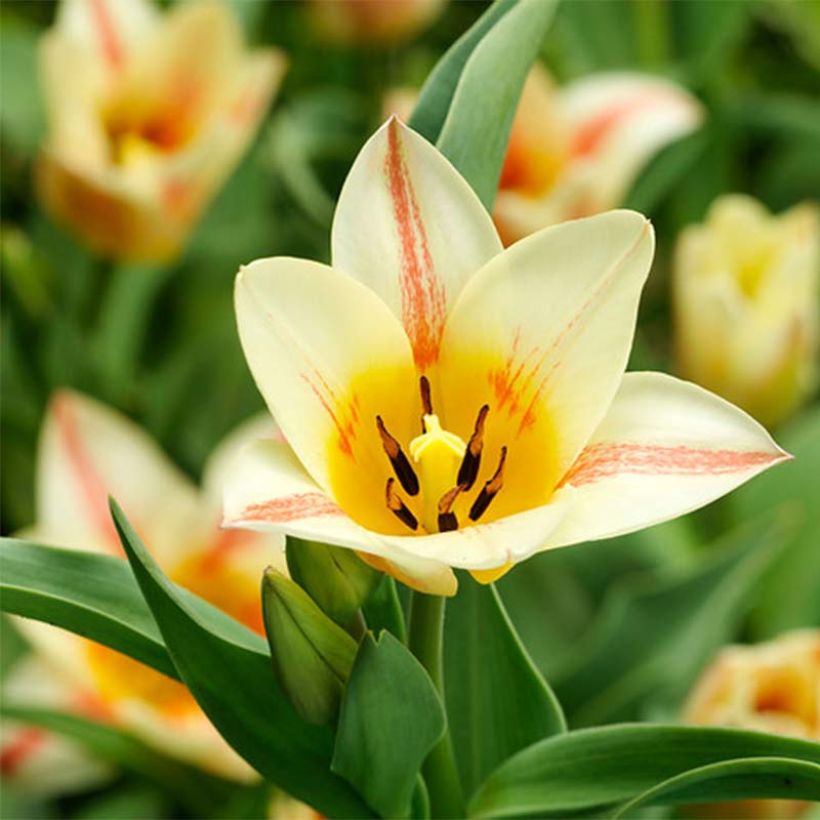 Greigii-tulppaani Quebec (Kukinta)