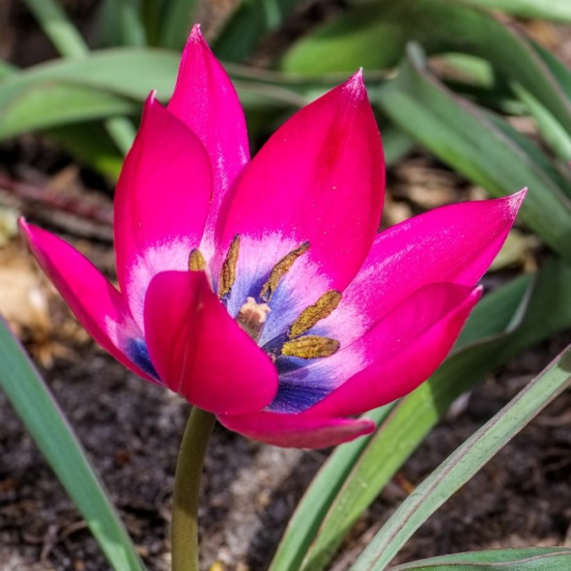 Tähtitulppaani - Tulipa humilis (Kukinta)