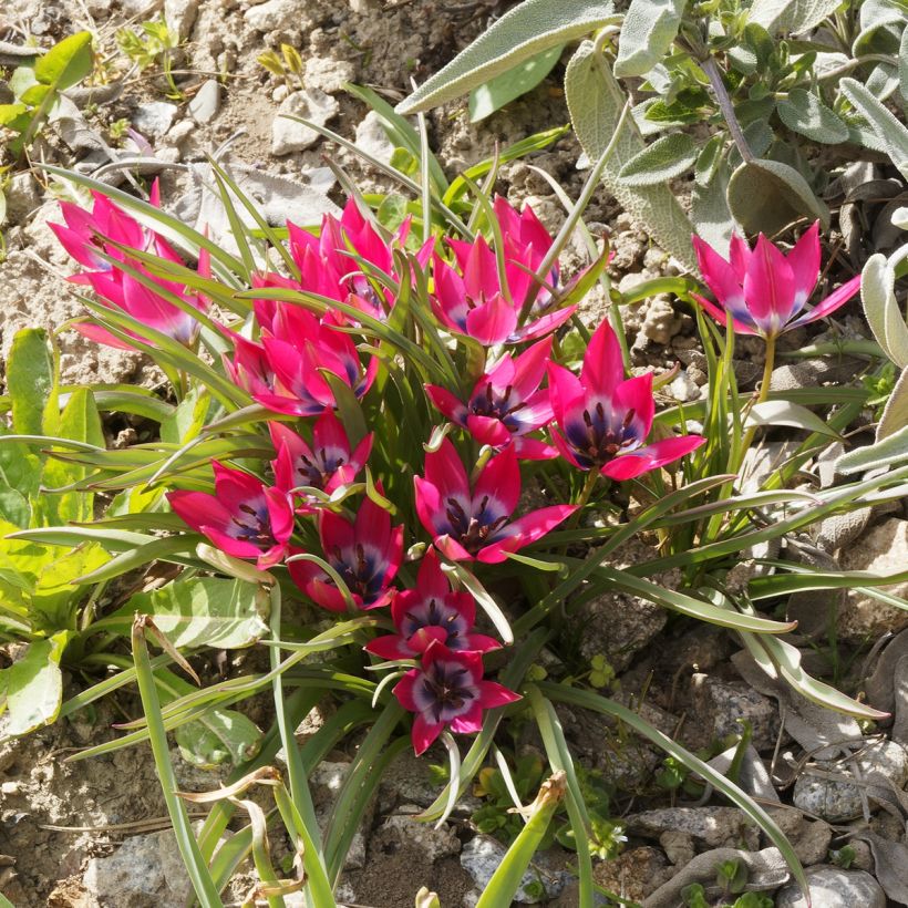 Tähtitulppaani - Tulipa humilis (Kasvutapa)