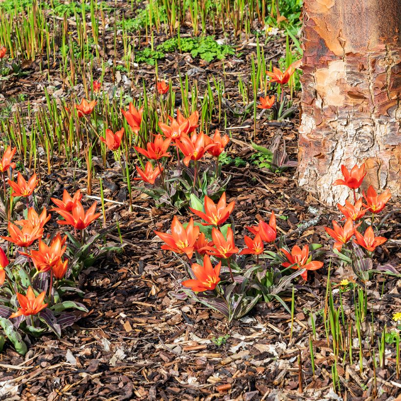 Lummetulppaani Early Harvest (Kasvutapa)