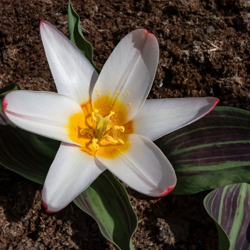 Lummetulppaani Heart's Delight (Kukinta)