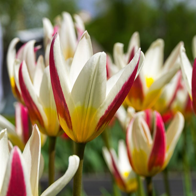 Lummetulppaani Johann Strauss (Kukinta)
