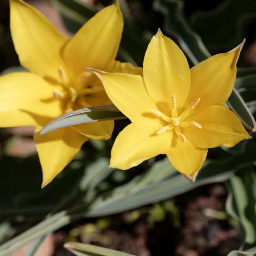 Aurinkotulppaani - Tulipa kolpakowskiana (Kukinta)