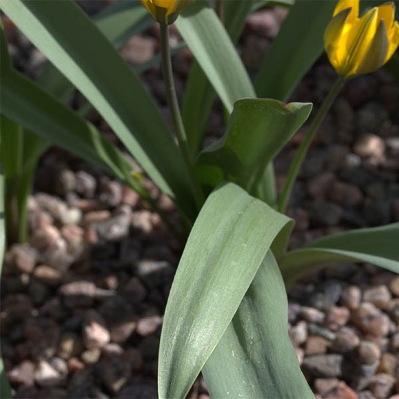 Kasvitieteellinen tulppaani - Tulipa neustruevae (Lehvistö)