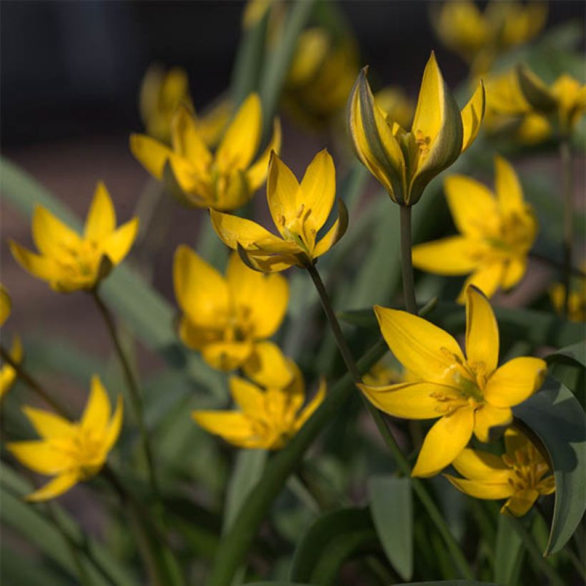 Kasvitieteellinen tulppaani - Tulipa neustruevae (Kukinta)