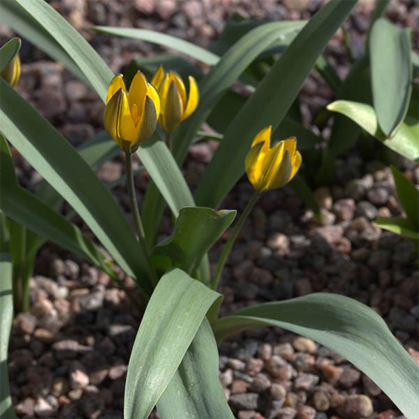 Kasvitieteellinen tulppaani - Tulipa neustruevae (Kasvutapa)