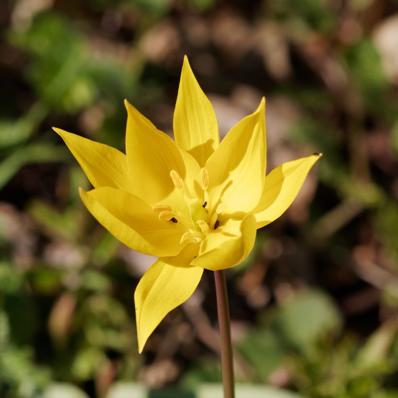 Metsätulppaani - Tulipa sylvestris (Kukinta)