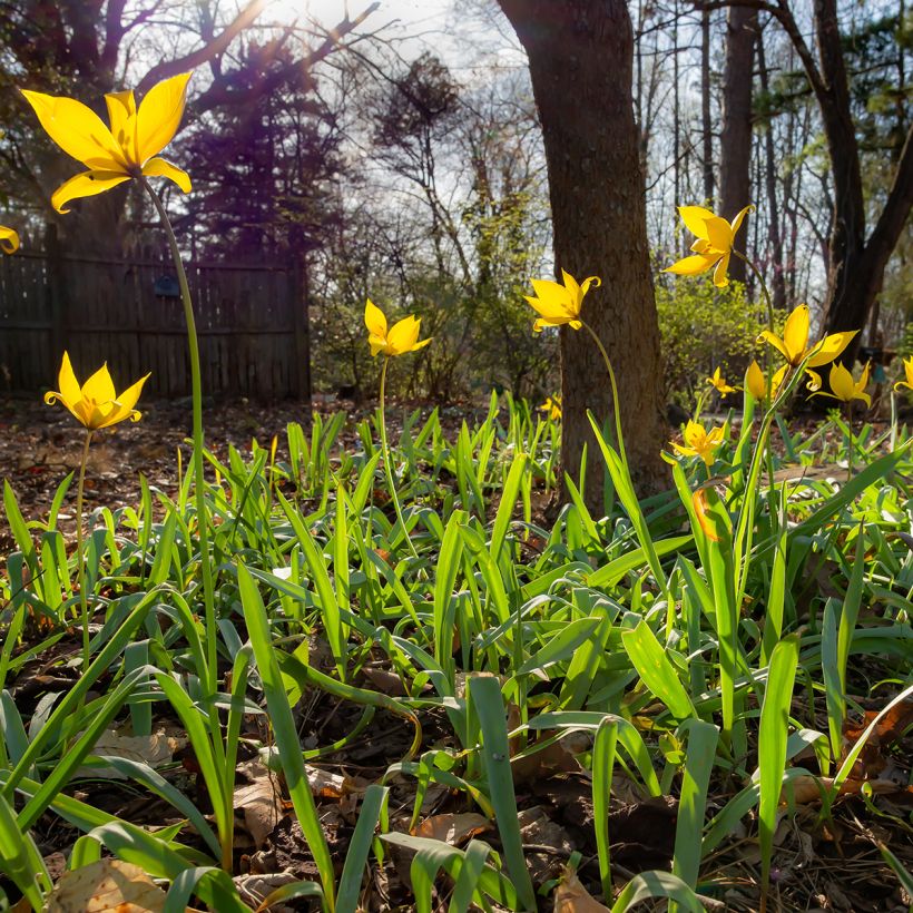 Metsätulppaani - Tulipa sylvestris (Kasvutapa)