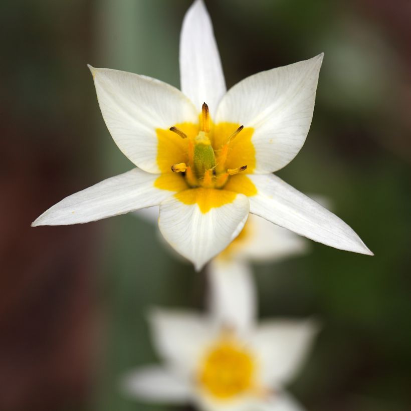 Kääpiötulppaani - Tulipa turkestanica (Kukinta)