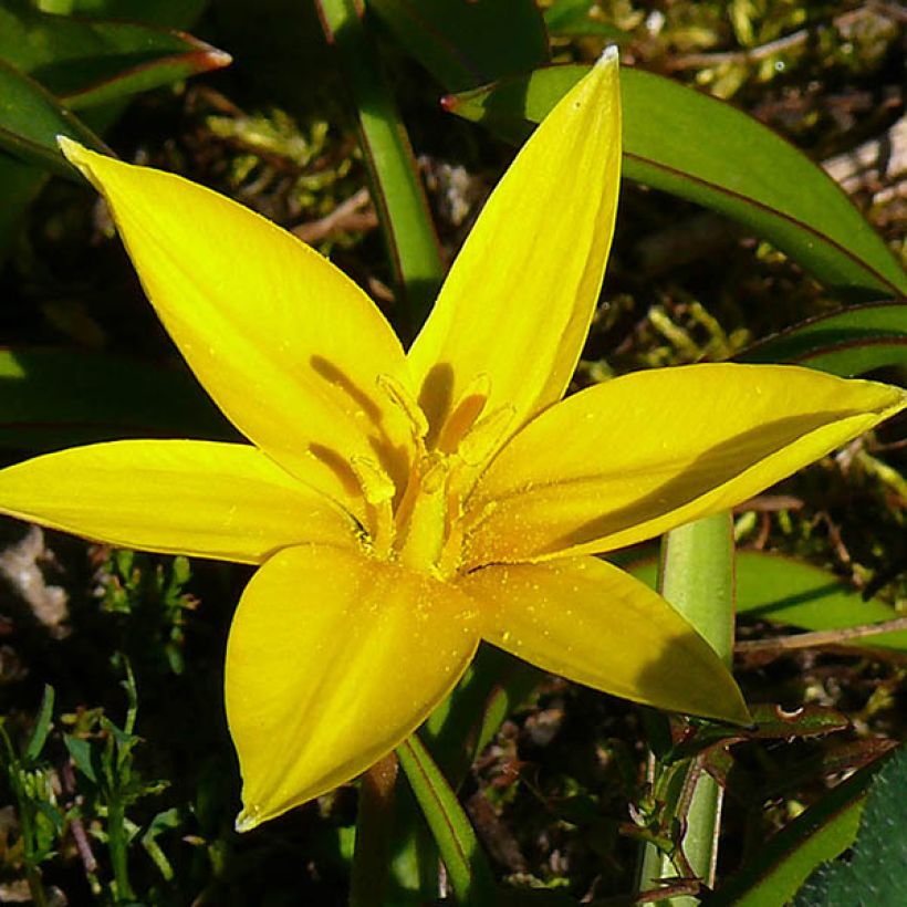Parvitulppaani - Tulipa urumiensis (Kukinta)