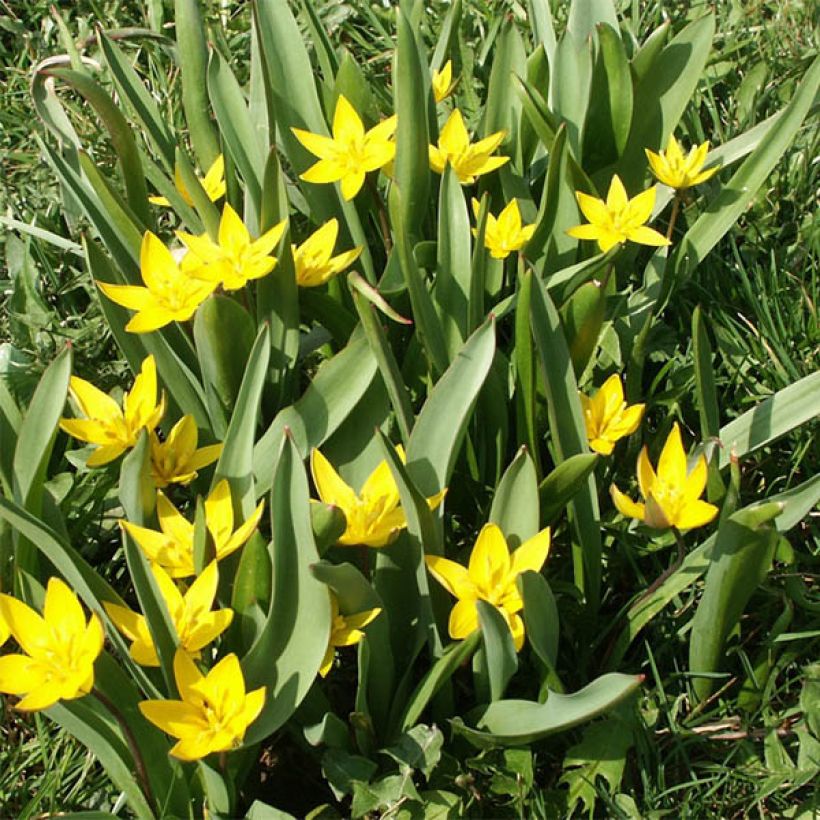 Parvitulppaani - Tulipa urumiensis (Kasvutapa)