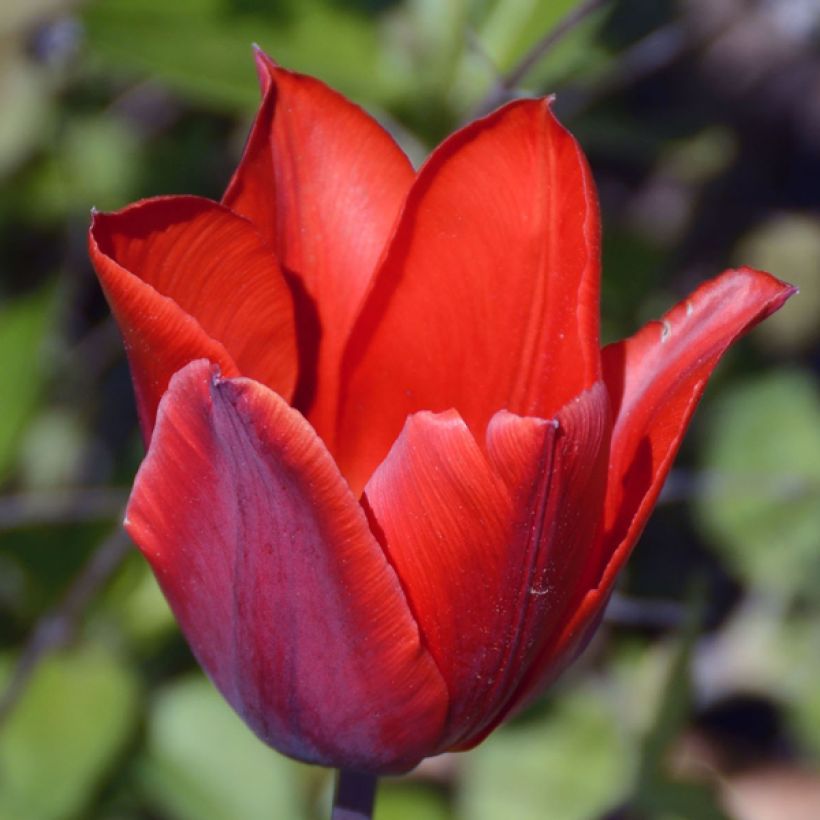 Varhainen yksinkertainen tulppaani Couleur Cardinal (Kukinta)