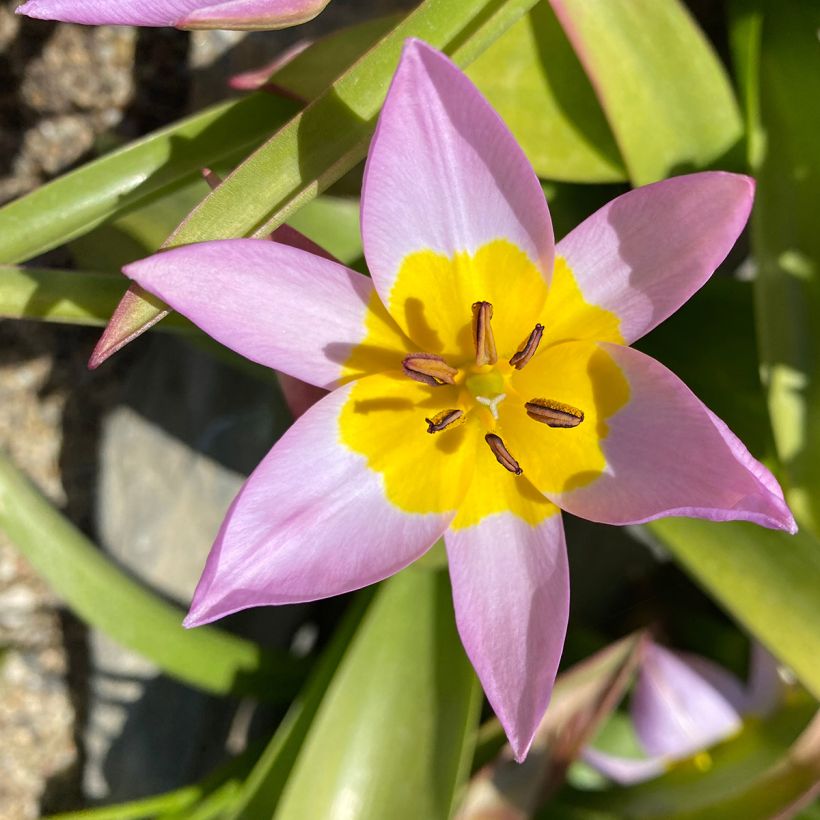 Syreenitulppaani - Tulipa saxatilis (Kukinta)